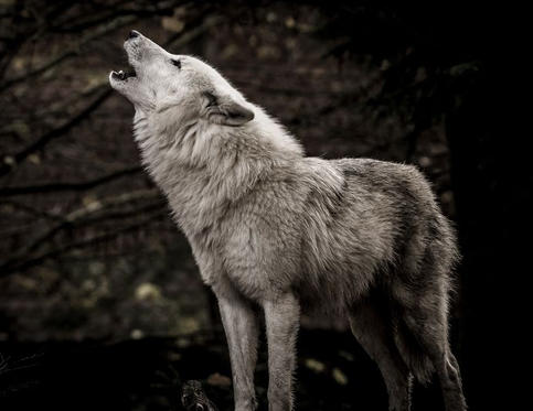 Wolf